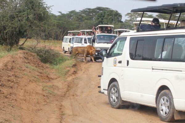 Kenya Experience Running Camp - Safari Day