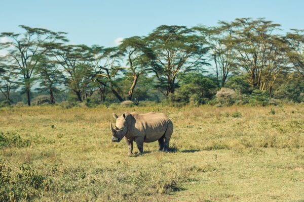 Lake Nakuru Safari